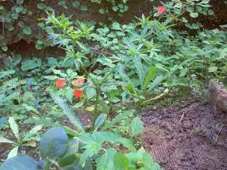Caribbean cooking herbs
