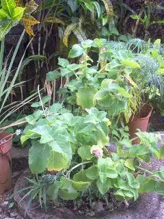 480d72b8ec4d3f4afed6fc947b3998d6