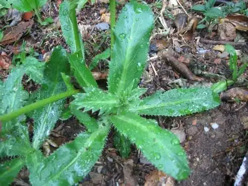 Chadon Beni: #1 Trini Herb Extraordinaire 1 chadon beni